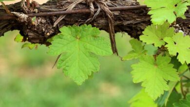 Siskiyou Grapevine