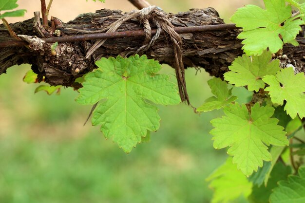 Siskiyou Grapevine